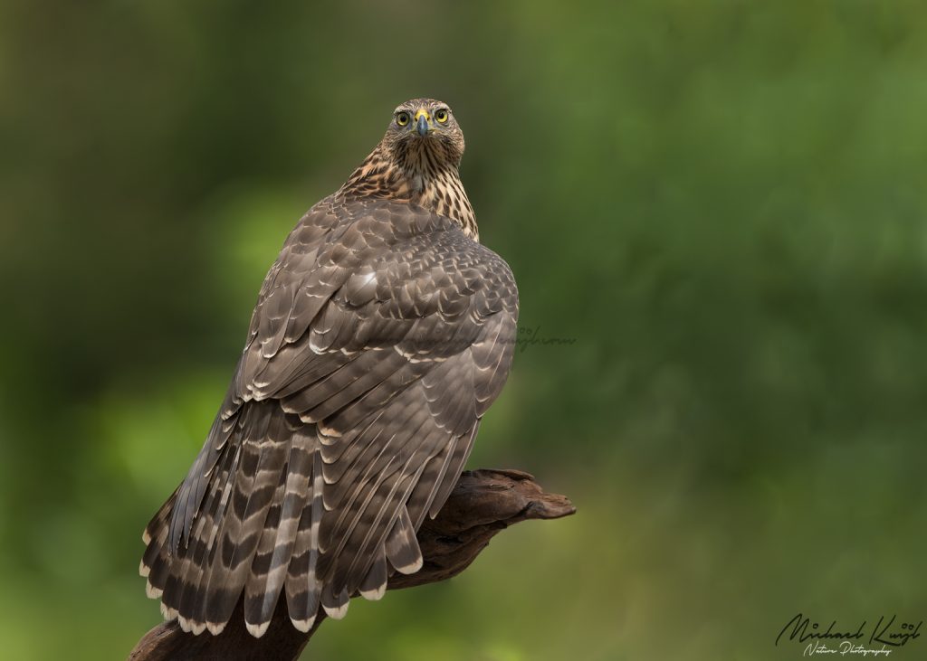 A beautiful juvenile northern goshawk perched on an old tree stump in the forest taken during a hide photography session in the Netherlands