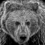 Coastal Brown Bear (Grizzly), Alaska - USA