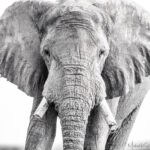 Elephant, Eye-to-Eyes, Botswana