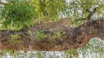 Leopard in the tree
