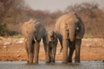 Drinking Elephants