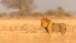 African Lion at sunrise