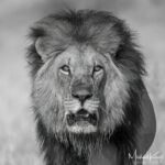 African Lion - Eye to Eye