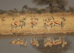 Springbok at the waterhole