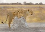 Lion cubs on the hill