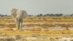 Incoming Elephant